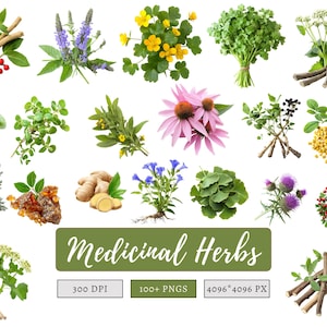 Medical Herb Clipart Bundle png, Watercolor Medical Herb Clipart, Herbal Remedies Clipart Bundle, Botanical Clipart, Medical Plants Clipart