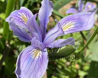 Pacific Coast Native Iris Seeds Mix: PNW Wildflowers