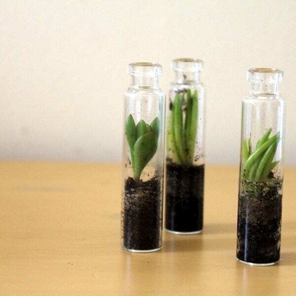 Three Tall and Tiny Terrariums.