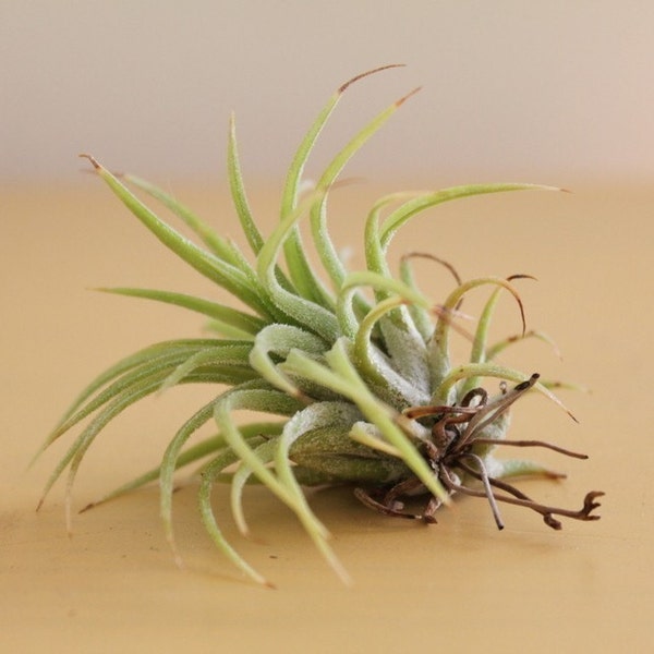 Grab Bag Solo Air Plant Awesomeness