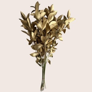 Fresh Cut Golden Israeli Ruscus Stems Bulk of  20 - 30 -40 - 100