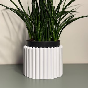 Peut inclure: Un pot de fleurs cylindrique blanc avec un design vertical rainuré. Il contient une plante serpent avec de longues feuilles vert foncé. Le pot est noir. Le pot est posé sur une surface vert clair.
