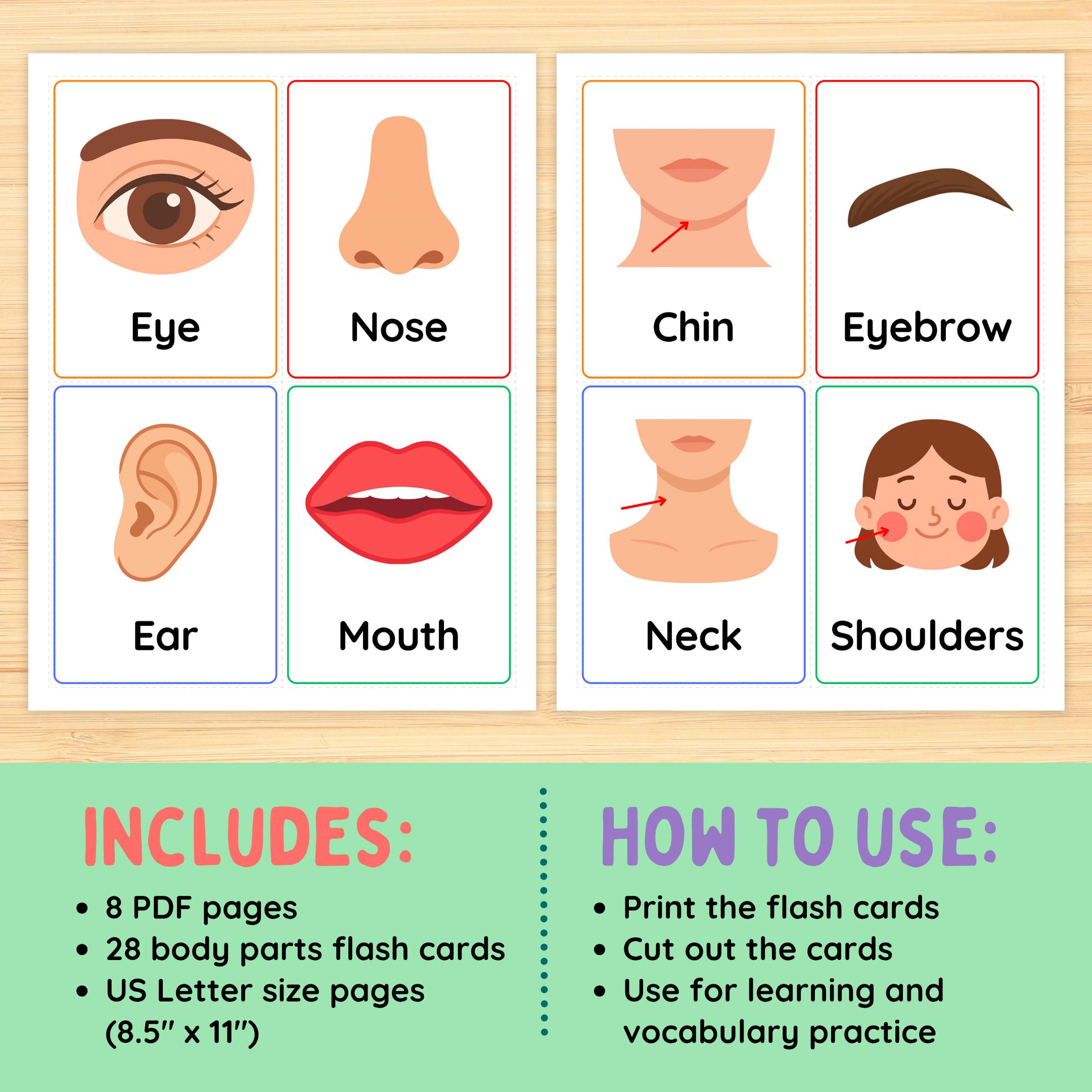 Body Parts Flash Cards Printable, Preschool Body Parts Vocabulary Cards ...