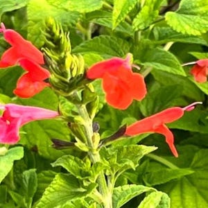 May include: Close-up of a vibrant plant with bright red and pink flowers. The flowers have a tubular shape and are surrounded by lush green leaves. The image showcases the plant's natural beauty and intricate details.