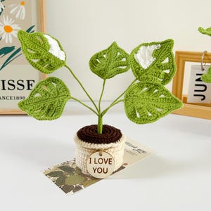 Handmade Crochet Plant Set – Mint Green Monstera, Succulent, Fern & Snake Plant – Housewarming Gift, Plant Lover Gift With Custom Tags