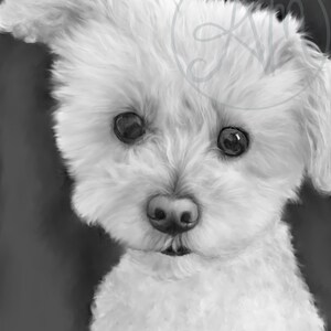 Poodle Black and White Portrait Digital Drawing Download