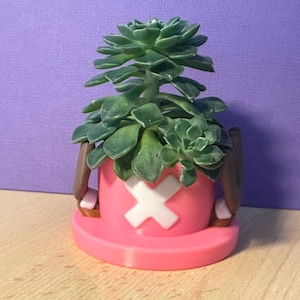 Puede incluir: Una maceta rosa y blanca con forma de sombrero con una planta suculenta verde en su interior.