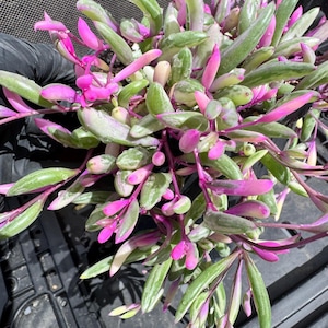May include: A close-up of a succulent plant with green and pink leaves. The plant has elongated, oval-shaped leaves with pink tips and stems. The leaves have a variegated pattern, and the plant appears healthy and well-watered.
