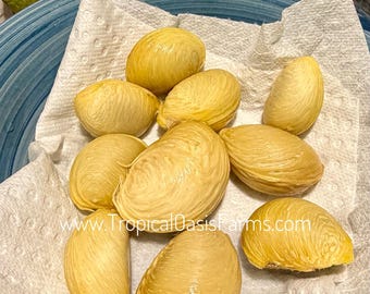 Frön av vit sapote, färska McDill-sapotefrö, 10 frön av krämig vit sapote, odla ditt eget sapoteträd