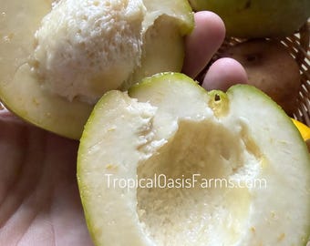 Sapote blanche, sapote fraîche, sapote fraîche, cueillie à la main, sapote parfaite, sapote blanche crémeuse