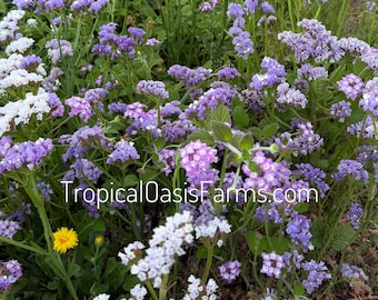 Limonium Sinuate Flower Bunch 30+ Steams, Bio-Statice Everdauerhafte, handverlesene frische Meerlavendel-Statice Blume, natürliche frische Blumen