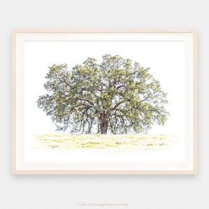 Oak tree printable, oak tree photograph, oak tree art, oak tree print, digital download, tree silhouette, abstract tree art, single tree art