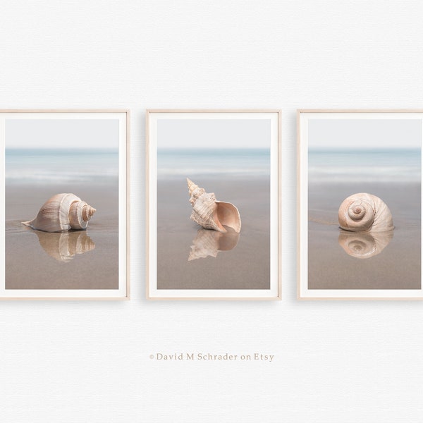 Set of 3 shell prints, Shell print set, Seashell print set, Shell triptych, Seashell triptych, Shell photograph, Shell decor, Seashell photo