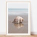 Set of 3 Shell Prints, Shell Print Set, Seashell Print Set, Shell ...