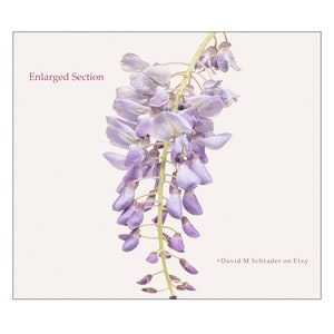May include: A close-up of a cluster of purple wisteria flowers hanging from a vine. The image is labeled "Enlarged Section" and is credited to "David M Schrader on Etsy".