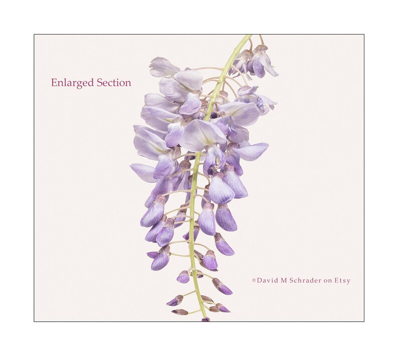 May include: A close-up of a cluster of purple wisteria flowers hanging from a vine. The image is labeled "Enlarged Section" and is credited to "David M Schrader on Etsy".