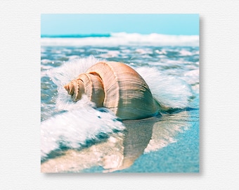 Seashell Photography, Sea Shell Photography, Seashell Photo, Sea Shell Photo, Seashell Art, Sea Shell Art, Seashell Print, Sea Shell Print