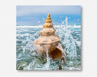 Seashell Photo, Conch Print, Seashell Photography, Seashells Decor, Seashell Art Print, Sea Shells Photo, Conch Shell Photo, Seashells Photo