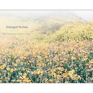 May include: A field of yellow wildflowers with a blurred background of a hillside. The text "Enlarged Section * David M Schrader on Etsy" is in the top left corner of the image.