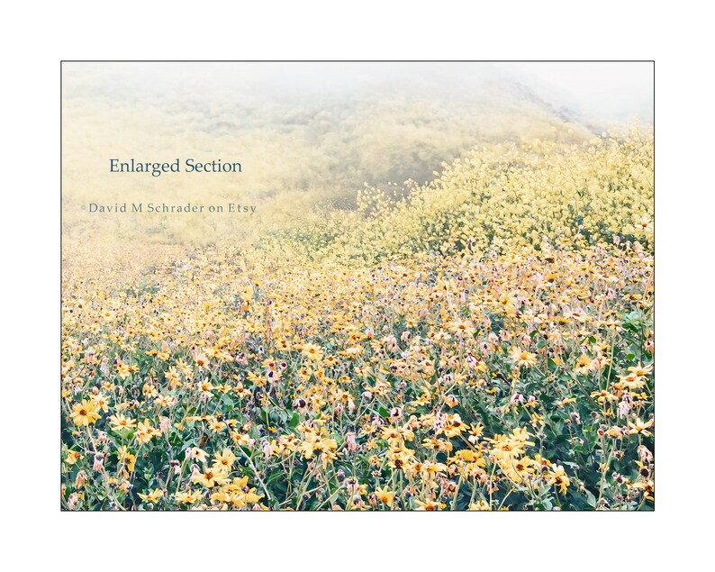 May include: A field of yellow wildflowers with a blurred background of a hillside. The text "Enlarged Section * David M Schrader on Etsy" is in the top left corner of the image.