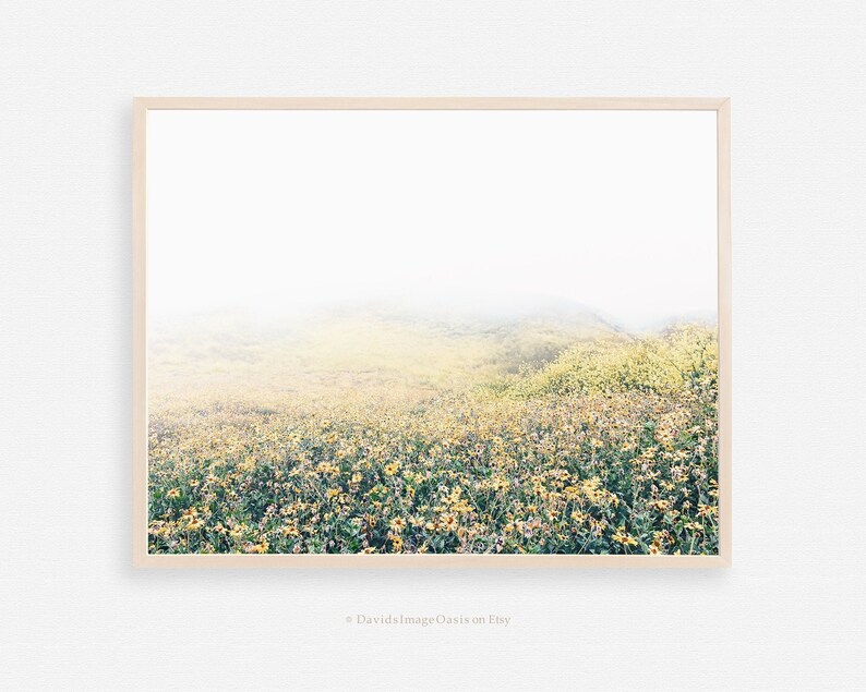 May include: A photograph of a field of yellow wildflowers in a foggy landscape. The flowers are in the foreground, and the fog is in the background. The image is taken from a low angle, giving the viewer a sense of being in the field.
