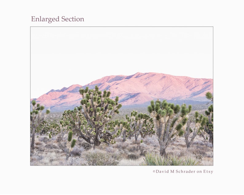 May include: A landscape photograph showing Joshua trees in the foreground and a mountain range in the background. The mountains have a pinkish hue, and the sky is pale white. The image is labelled "Enlarged Section" and includes the Etsy shop name.