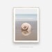 Set of 3 Shell Prints, Shell Print Set, Seashell Print Set, Shell ...