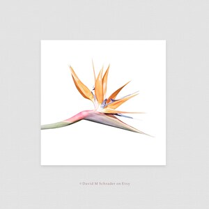 May include: A single orange and blue bird of paradise flower with a long stem against a white background.