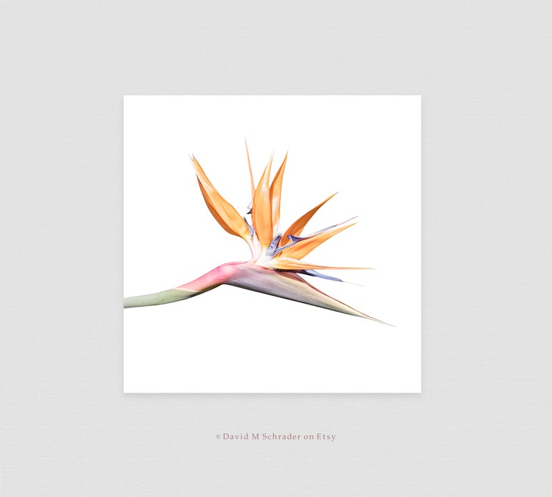 May include: A single orange and blue bird of paradise flower with a long stem against a white background.
