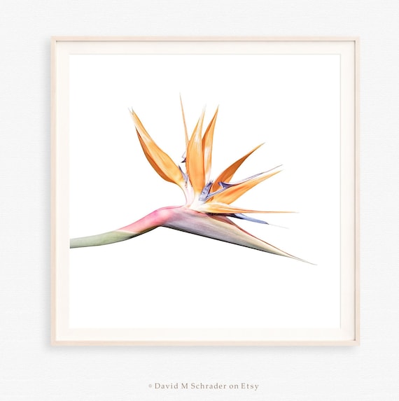 Bird of Paradise photo print, Flower photograph, Bird of Paradise printable, Flower wall art, Floral wall decor, Tropical flower art print