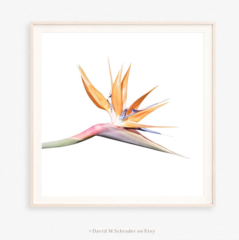 May include: A vibrant orange and blue bird of paradise flower with a pink stem against a white background.