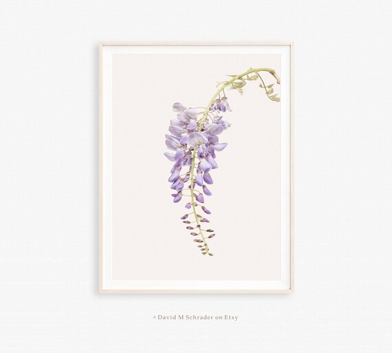 Wisteria flowers print, Purple flowers print, Botanical decor, Floral art poster, Wisteria tree vine, Flower printable, Botanical download