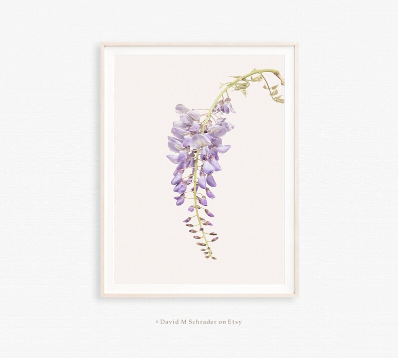 May include: A single stem of wisteria with light purple flowers hanging down against a white background.