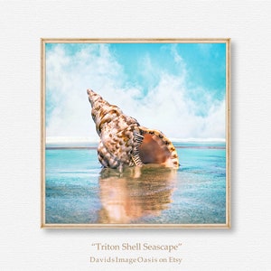 Seashell Photography, Sea Shell Photography, Seashell Photo, Sea Shell Photo, Seashell Art, Sea Shell Art, Seashell Print, Sea Shell Print image 2