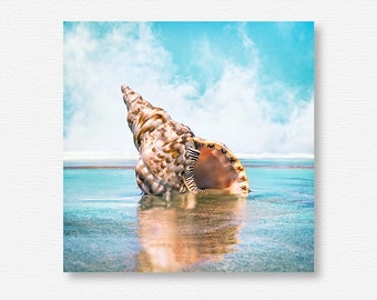 Seashell Photography, Sea Shell Photography, Seashell Photo, Sea Shell Photo, Seashell Art, Sea Shell Art, Seashell Print, Sea Shell Print