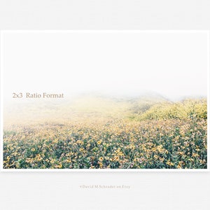 May include: A photograph of a field of yellow wildflowers in a foggy landscape. The image is in a 2x3 ratio format.