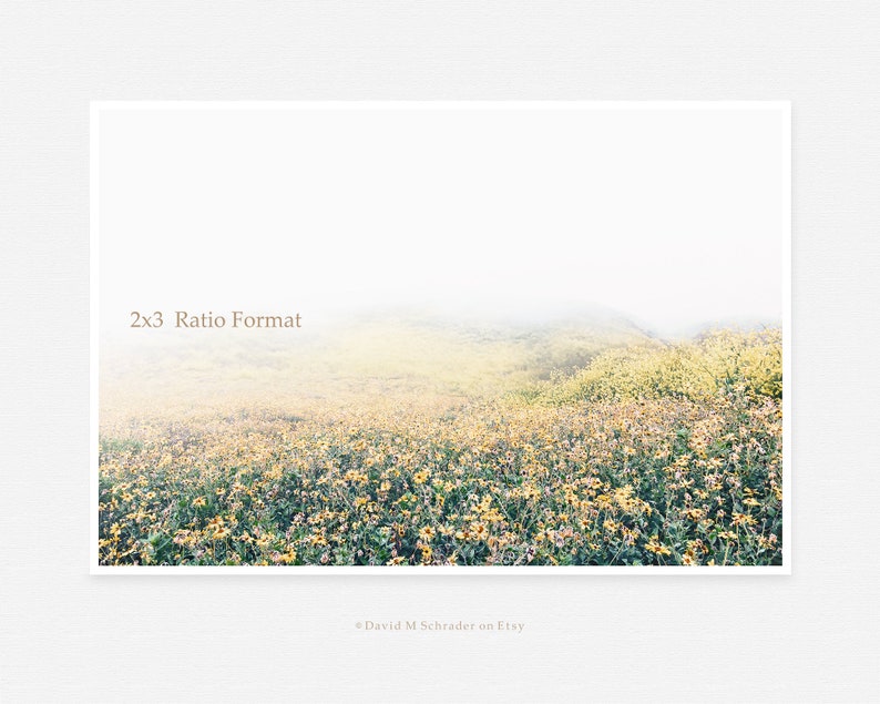 May include: A photograph of a field of yellow wildflowers in a foggy landscape. The image is in a 2x3 ratio format.