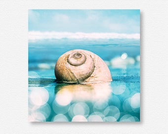 Seashell, Seashell Art, Seashell Print, Seashell Photo, Moon Snail, Sea Shells, Sea Shells Home Decor, Sea Shell Art, Sea Shell Photography