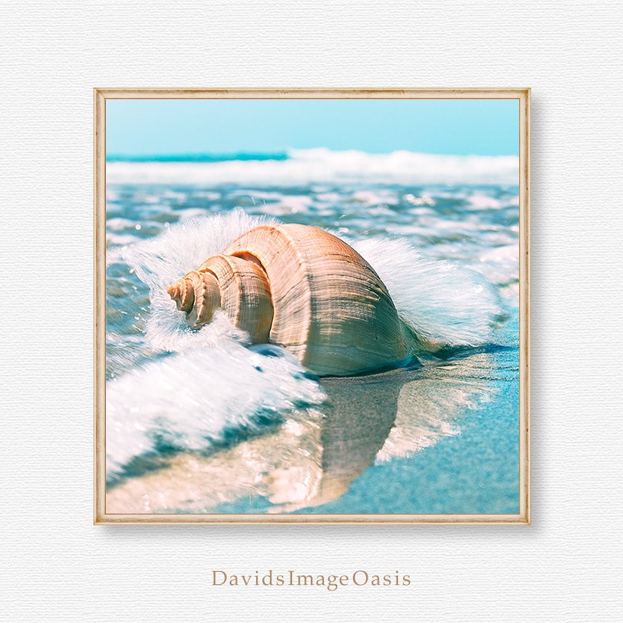Coastal Wall Decor Ocean Decor Digital Download Beach Photography Nautical Shells Digital Photo Seashell Photography Seashell Photo