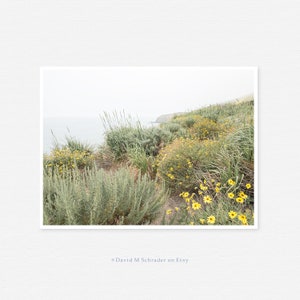 Gänseblümchen Blumen, Gänseblümchen Blumendruck, Küstenblumendruck, botanisches Foto, Gänseblümchenblumenfoto, Pazifikküstenblumen, minimalistische Meereslandschaft