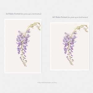 May include: A photograph of a single strand of wisteria flowers with a light purple hue, hanging down against a white background. The flowers are in focus, while the background is blurred.