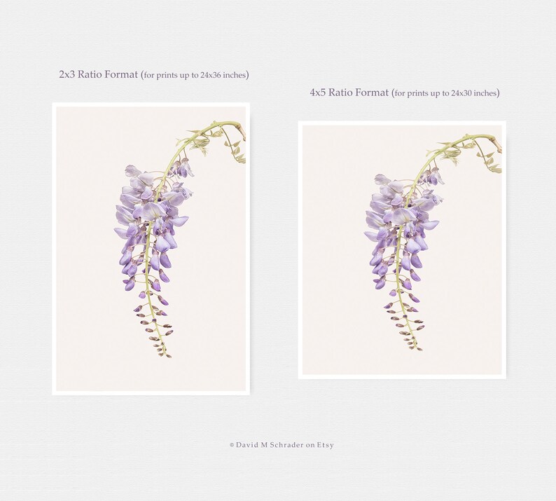 May include: A photograph of a single strand of wisteria flowers with a light purple hue, hanging down against a white background. The flowers are in focus, while the background is blurred.