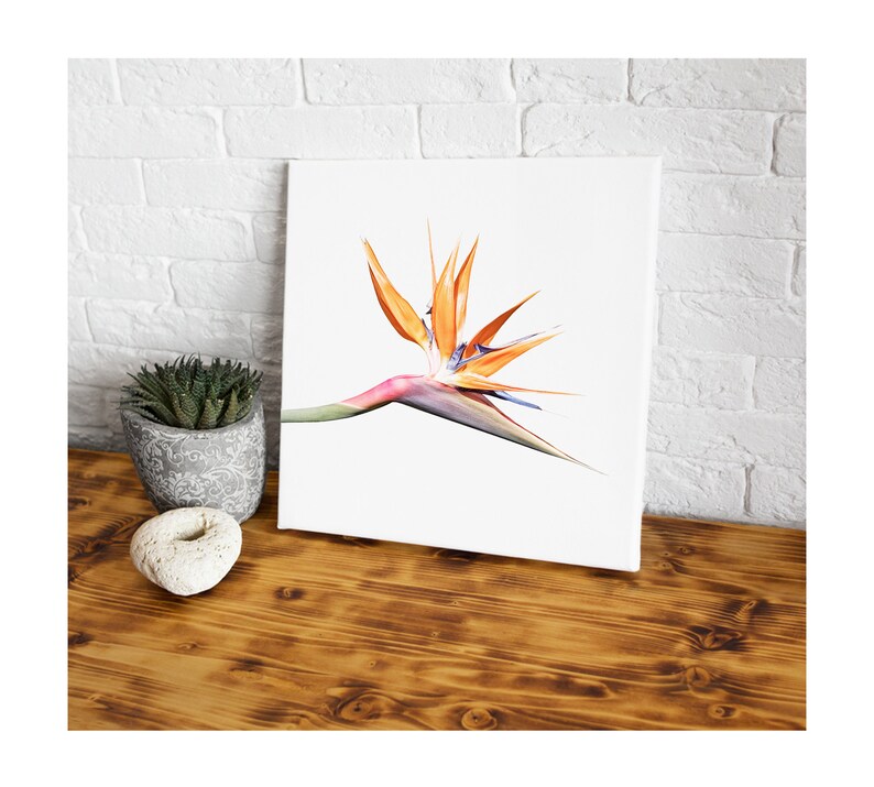 May include: A white canvas print featuring a close-up of a vibrant orange and blue bird of paradise flower.