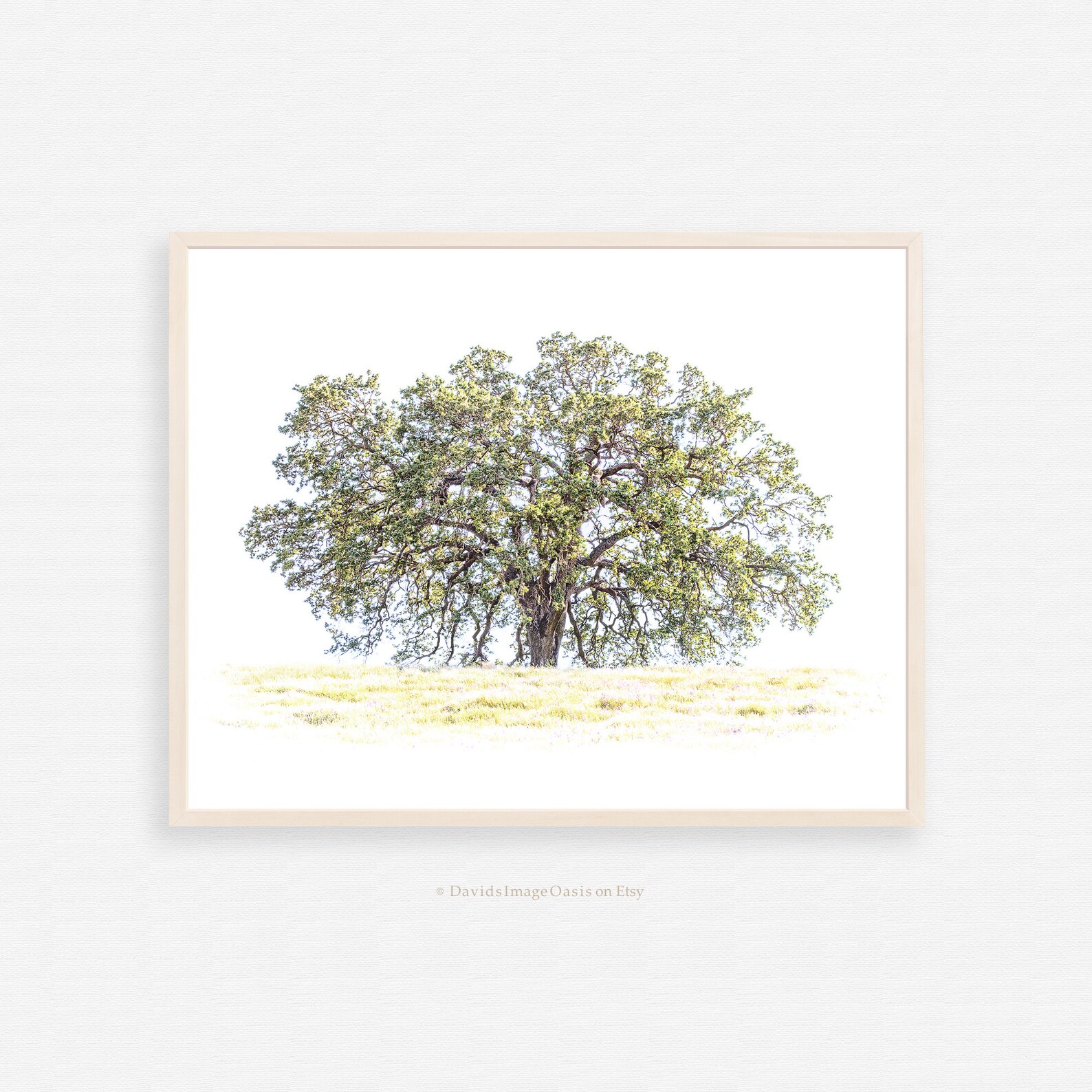Oak Tree Printable Oak Tree Photograph Oak Tree Art Oak Etsy