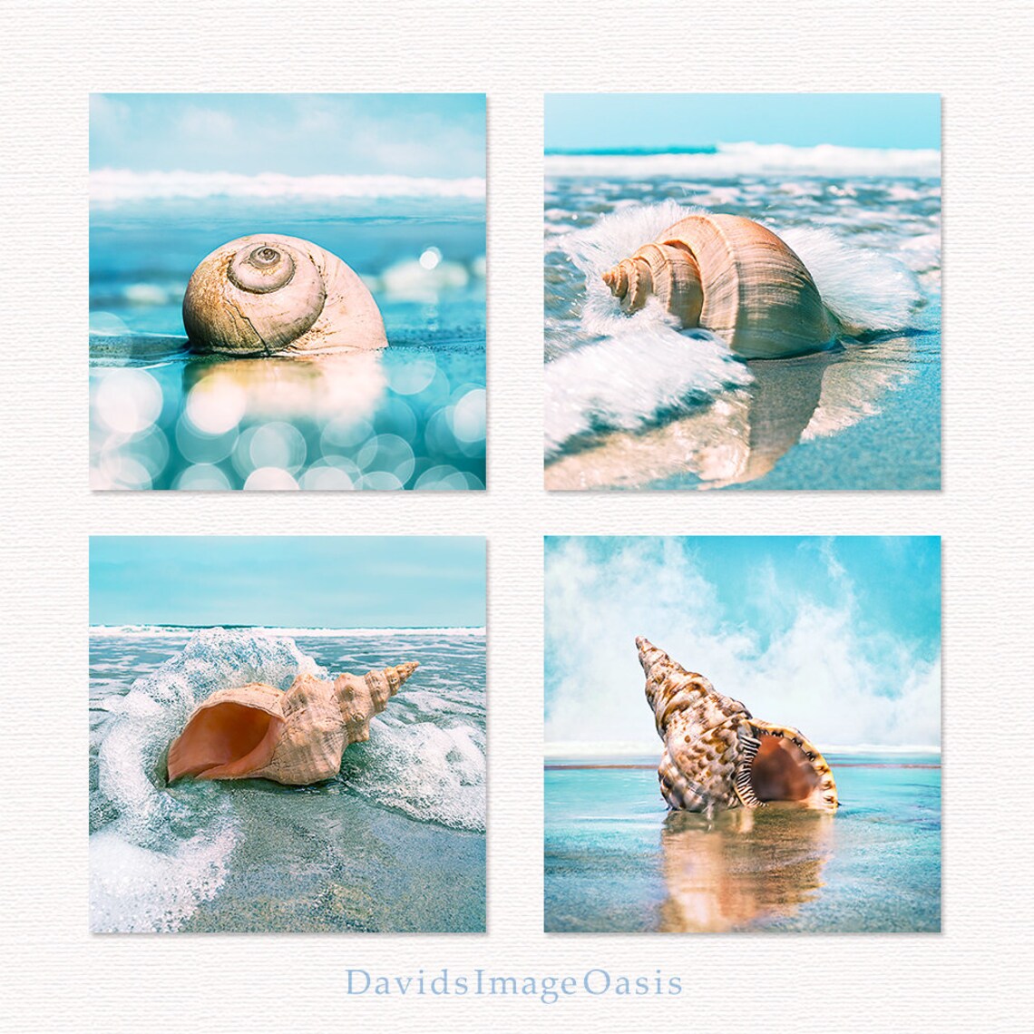 Seashell Print Set, Seashell Photo, Seashell Photography, Seashell ...