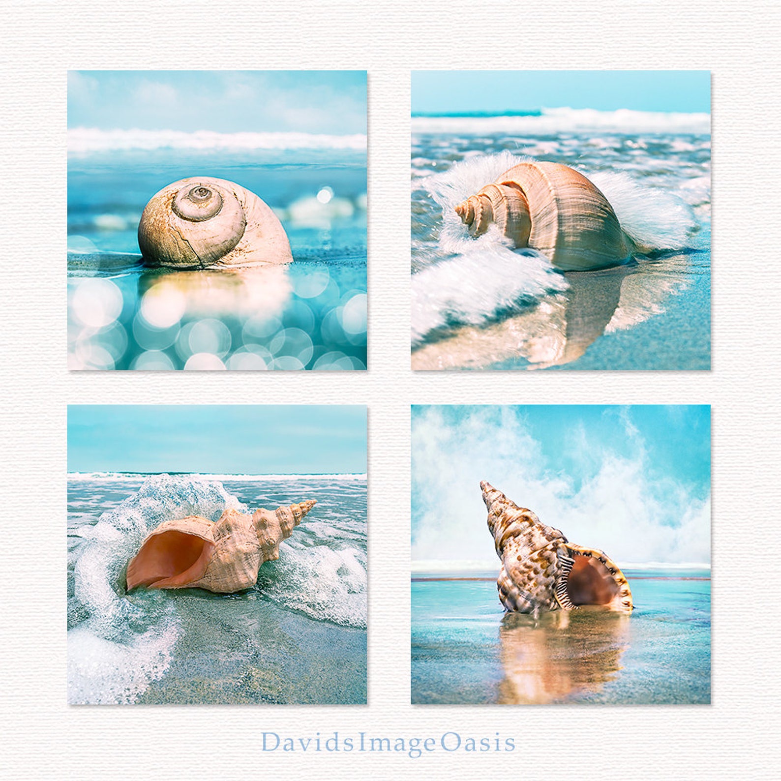 Seashell Print Set, Seashell Photo, Seashell Photography, Seashell ...