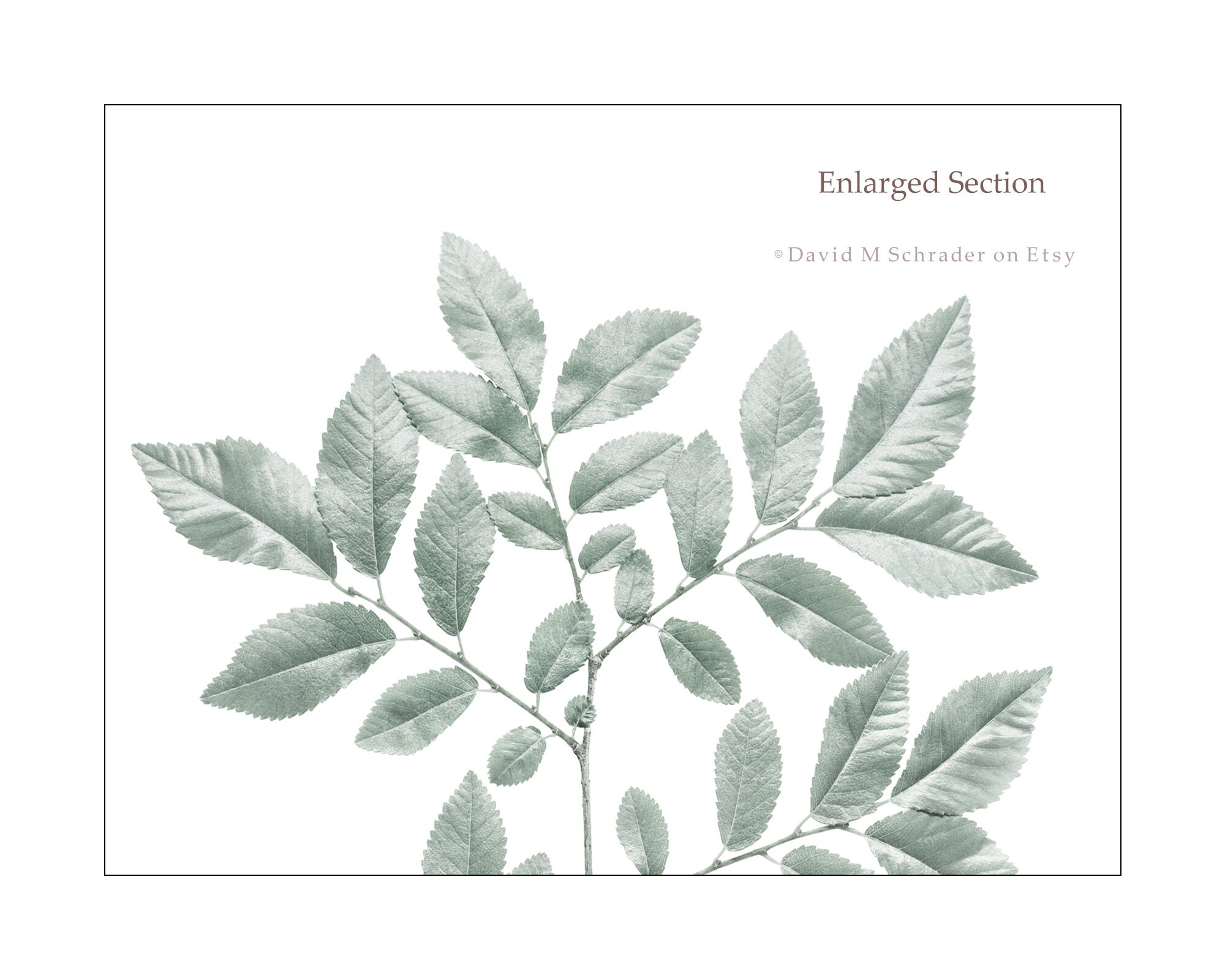 Botanical Plant Print, Plant Printable, Vintage Plant Decor, Farmhouse ...