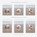 Set of 3 Shell Prints, Shell Print Set, Seashell Print Set, Shell ...