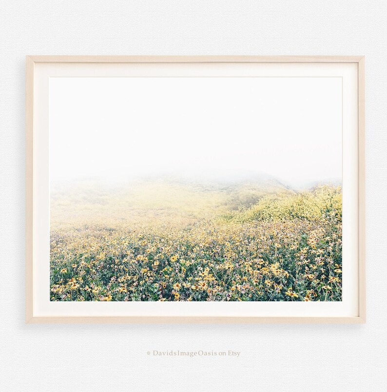 May include: A photograph of a field of yellow wildflowers in a foggy landscape. The flowers are in the foreground, and the fog is in the background.