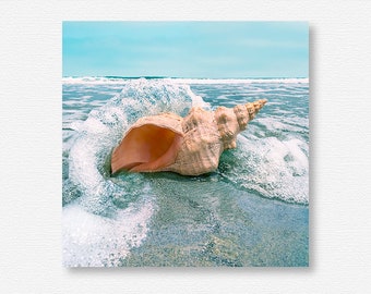 Conch Shell, Seashells, Seashell, Sea Shells, Sea Shell, Sea Shells Home Decor, Seashells Home Decor, Seashell Photo, Seashell Print, Ocean